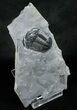 Top Quality Asaphiscus Trilobite - #6351-2